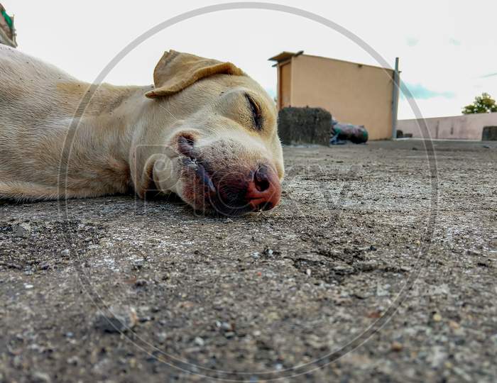 An Indian Female Street Dog Sleeping On A Roof Of A Building