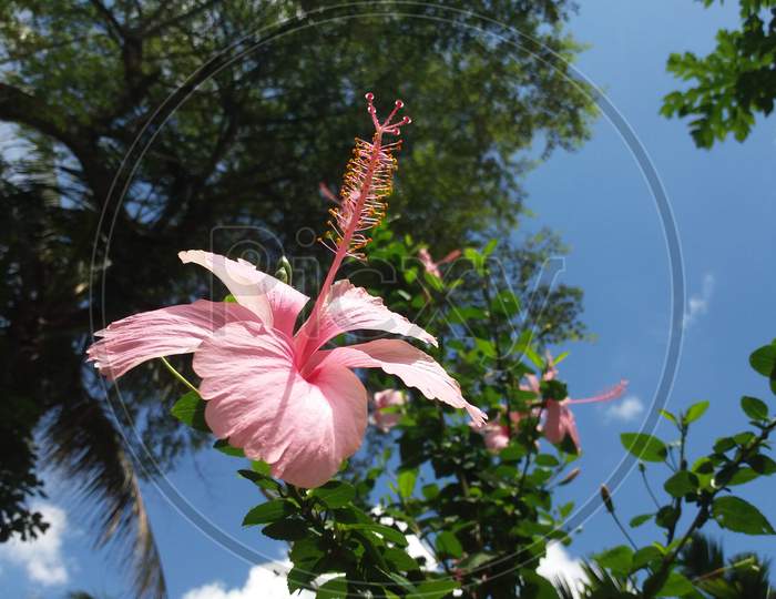 Hibiscus Flower in garden beautiful of nature