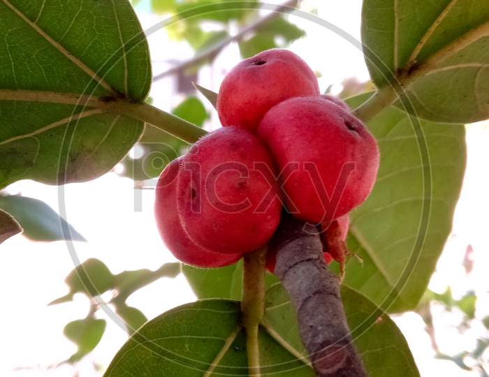 Banyan Tree Fruits Closeup