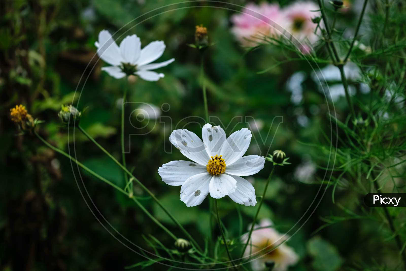 White Cosmos Flowers With Green Background
