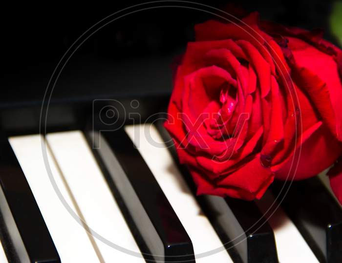 A Red Rose On The Piano Keys