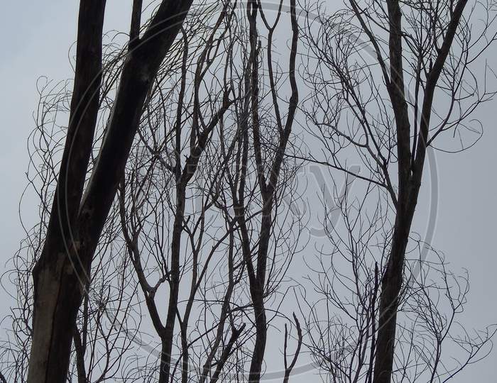 dead tree branch on cloudy sky