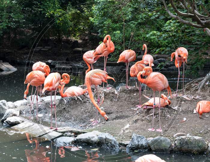 Flock Of Pink Flamingos In Pond. Bird And Wild Life Animal Concept. Natural Life Of Flamingo