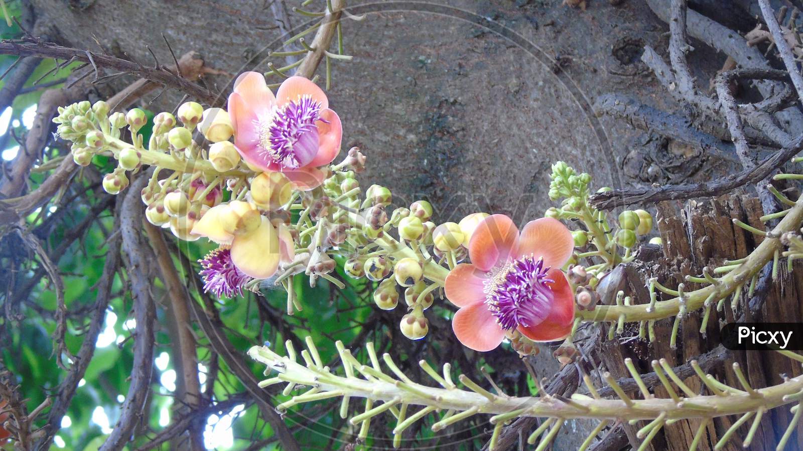 Cannonball Tree with flower and fruit