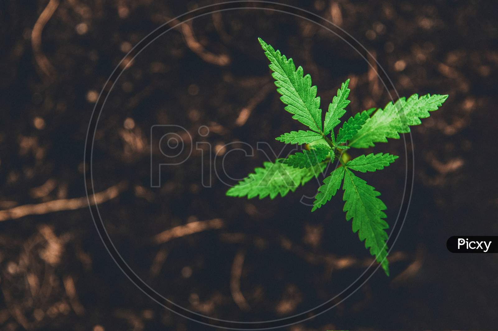 Young Marijuana On Dark Brown Ground Background With Leaves Cannabis. Outdoor Cultivation. Medical Herb Plant And Drug Medicine Concept. Growing Plant In Nature Theme. Pharmacy And Botany