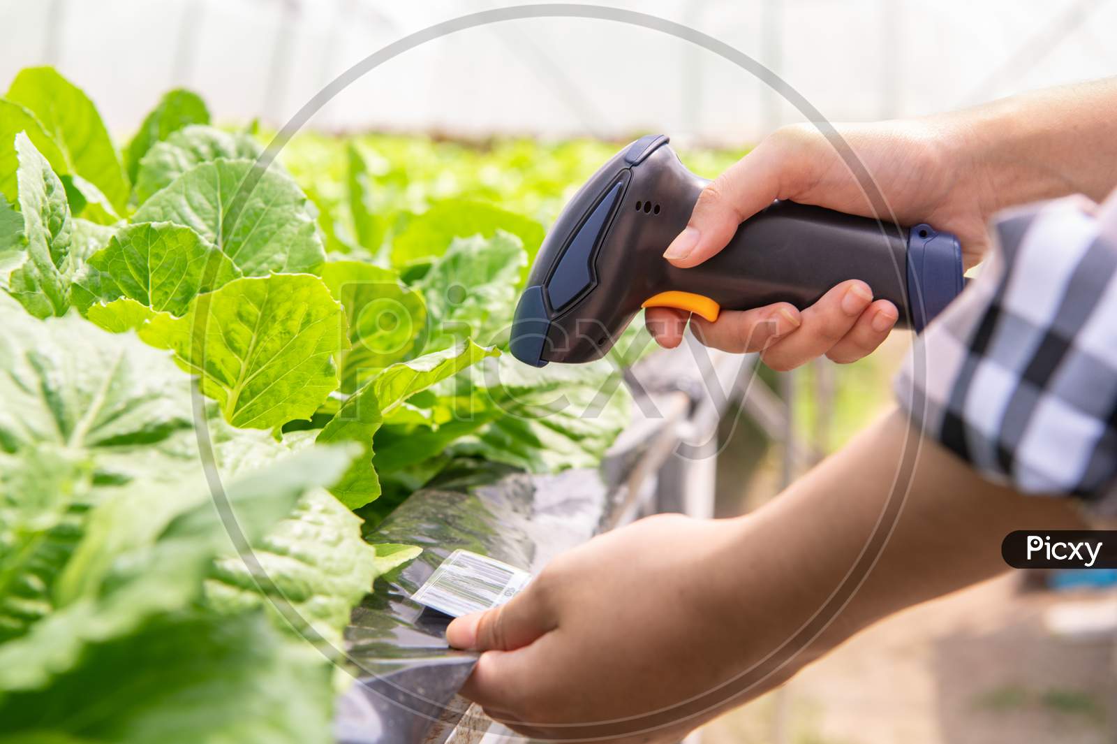 Closeup Of Modern Farmer Checking Organic Vegetables Identification With Barcode Scanner In Hydroponics Farm Futuristic Scanning System. Technology And Futuristic Business. Agriculture And Farming