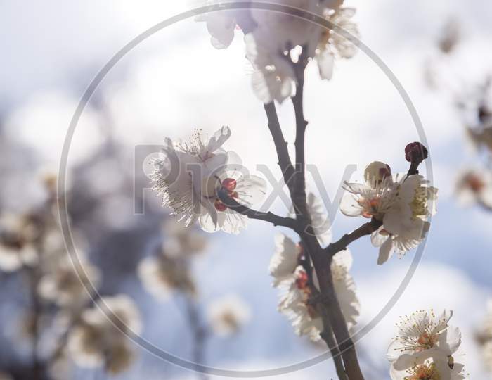 White Flowers Of Cherry Plum Tree, Selective Focus, Japan Flower, Beauty Concept, Spa Concept