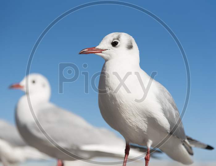 White Seagull Birds In Eye Focusing, Selective Focus