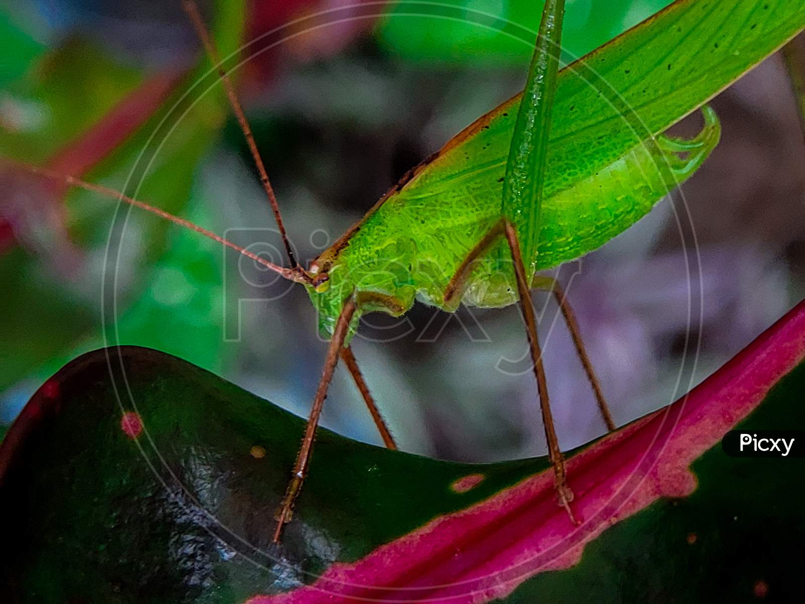 Beautiful closeup look of a grasshopper