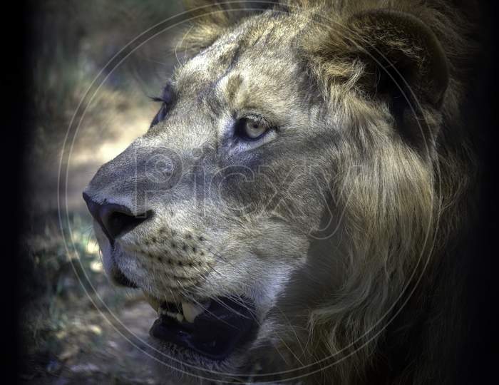 A Closeup Head-Shot Of An Asiatic Lion