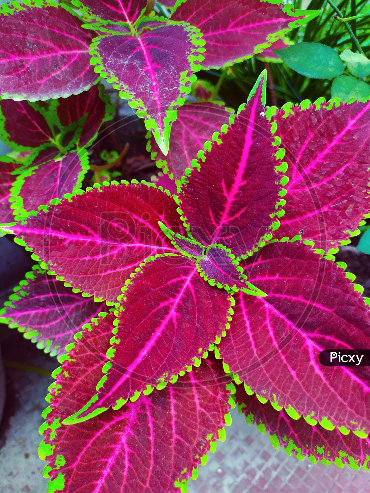 Plectranthus scutellarioides, commonly known as coleus. the most beautiful darkish pink coleus plant leaves