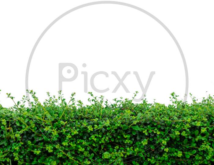 Hedge Plant Isolated On White Background. Nature And Decoration Concept. Tree Theme