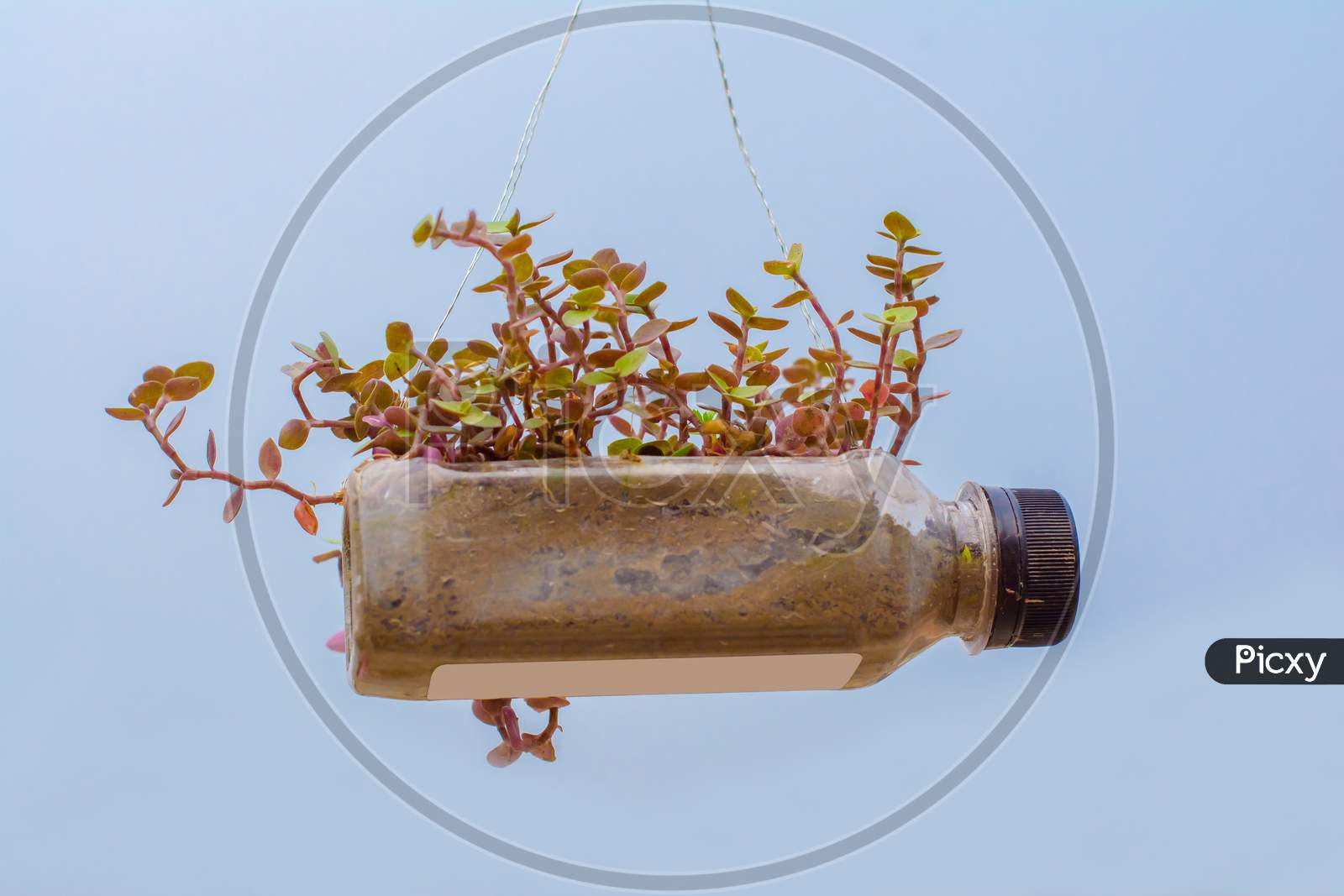 hanging flower pot of plastic bottle, with some phulwari in it, isolated, copy space.