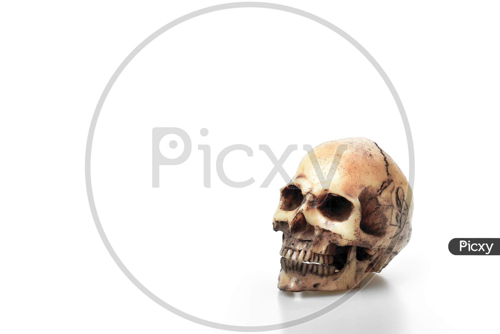 Cracked Skeleton Head Bone Or Skull On The White Background And Copy Space For Text, Deadman Concept, Dangerous Concept, Education For Anatomy Science Subject In School