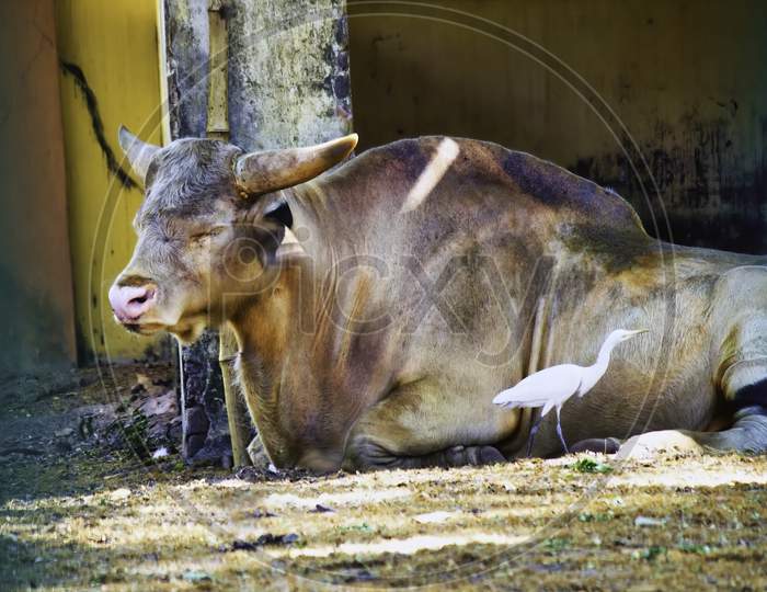 A Bull Relax In A Zoo And A White Bird Next To It
