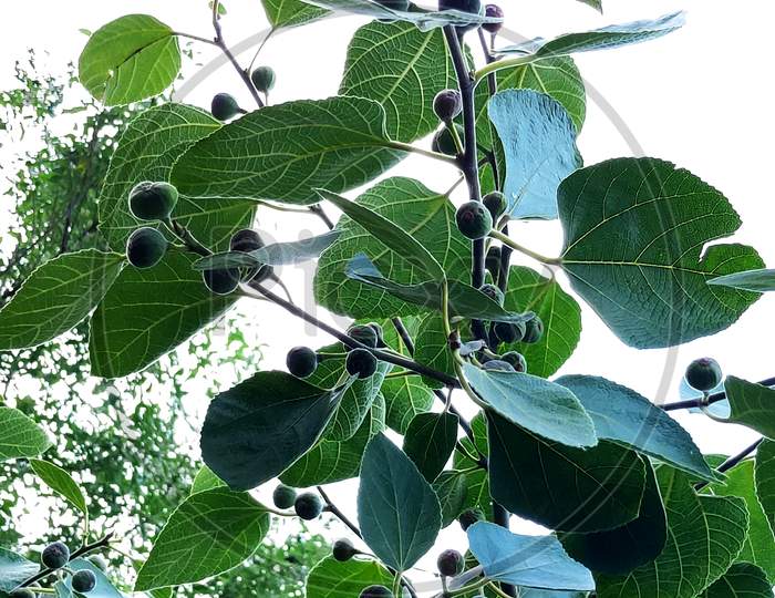 fig tree with fruits