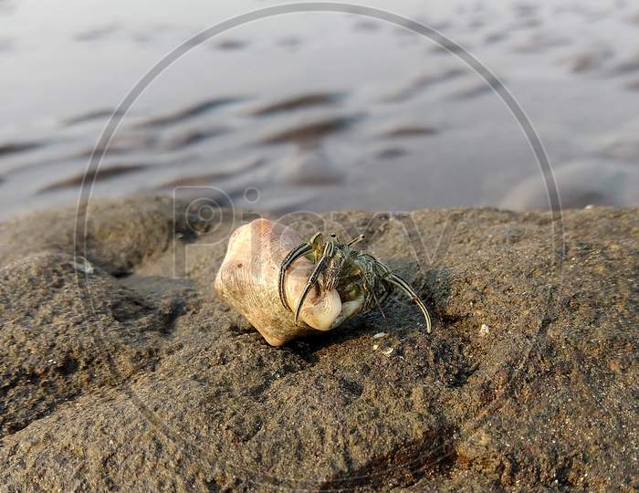 A Crab Comes Out From Its Shell On A Rock At The Beach- Daman, India