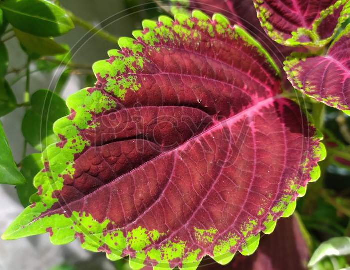 A beautiful coleus leaf in a blur background, Plectranthus scutellarioides. A dark pink and green edges leaf