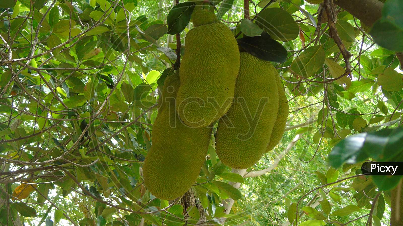 jackfruit on a jackfruit tree