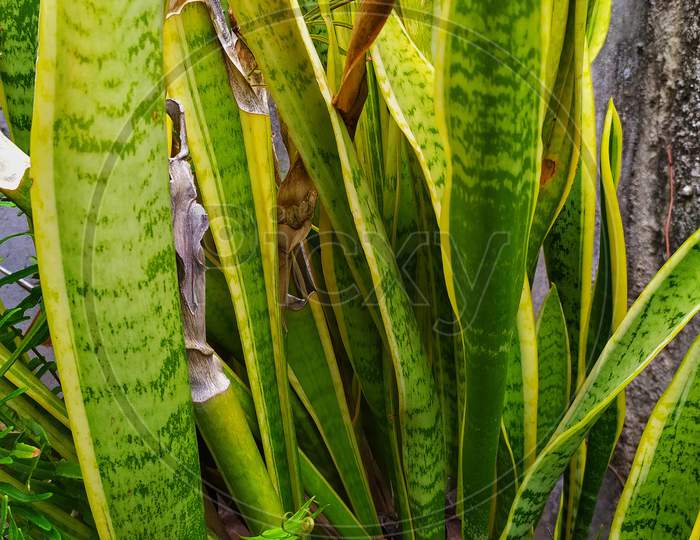 Dracaena trifasciata, It is most commonly known as the snake plant, Saint George's sword, mother-in-law's tongue, and viper's bowstring hemp, among other names.