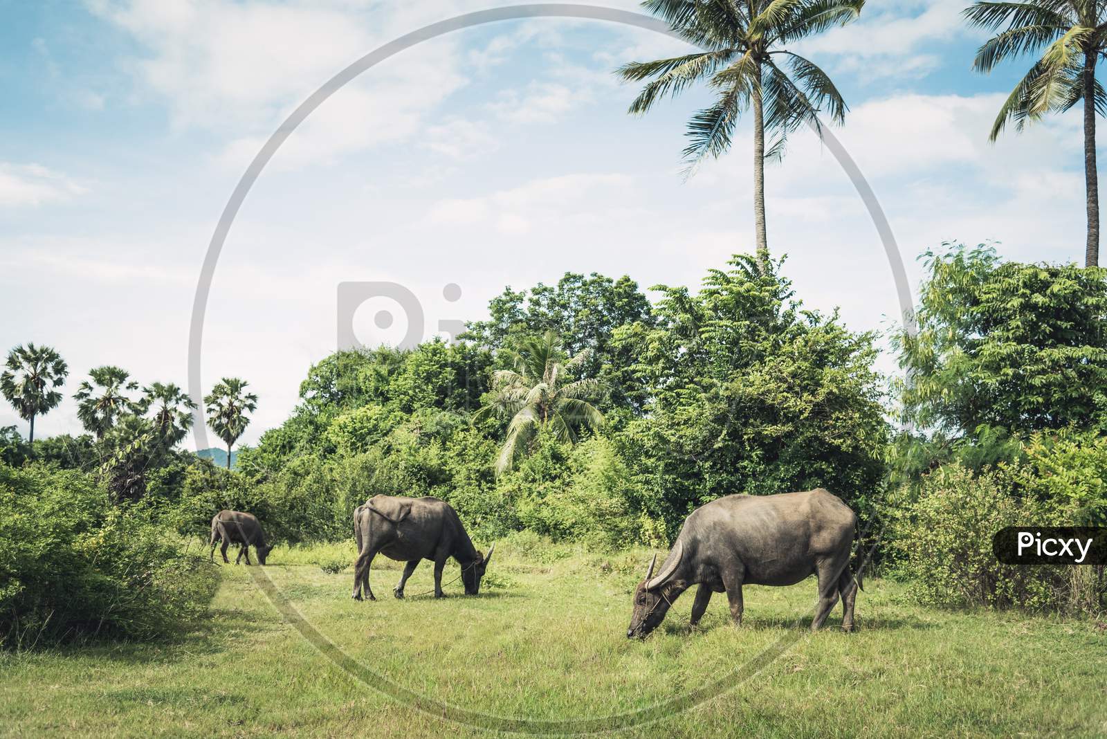 Buffaloes Herd In Meadow Grass Field. Buffaloes Eating Grass Between Nature And Coconut Palm Tree And Blue Sky With Cloudy Background. Animal And Mammal Concept. Travel In Thailand. Vintage Lands