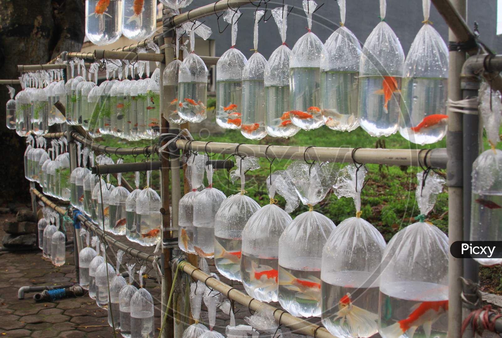 Orange Goldfish In Plastic Bags For Sale In Asia