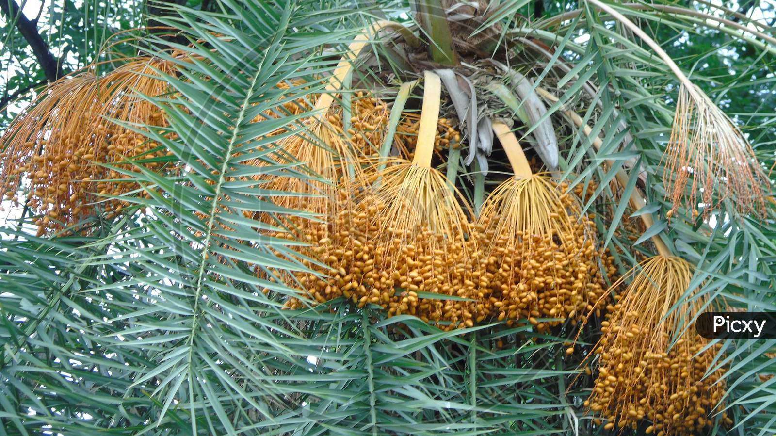 palm tree with palm seeds