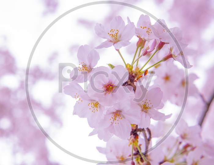 Pink  Cherry Blossum Sakura, Low Clarity