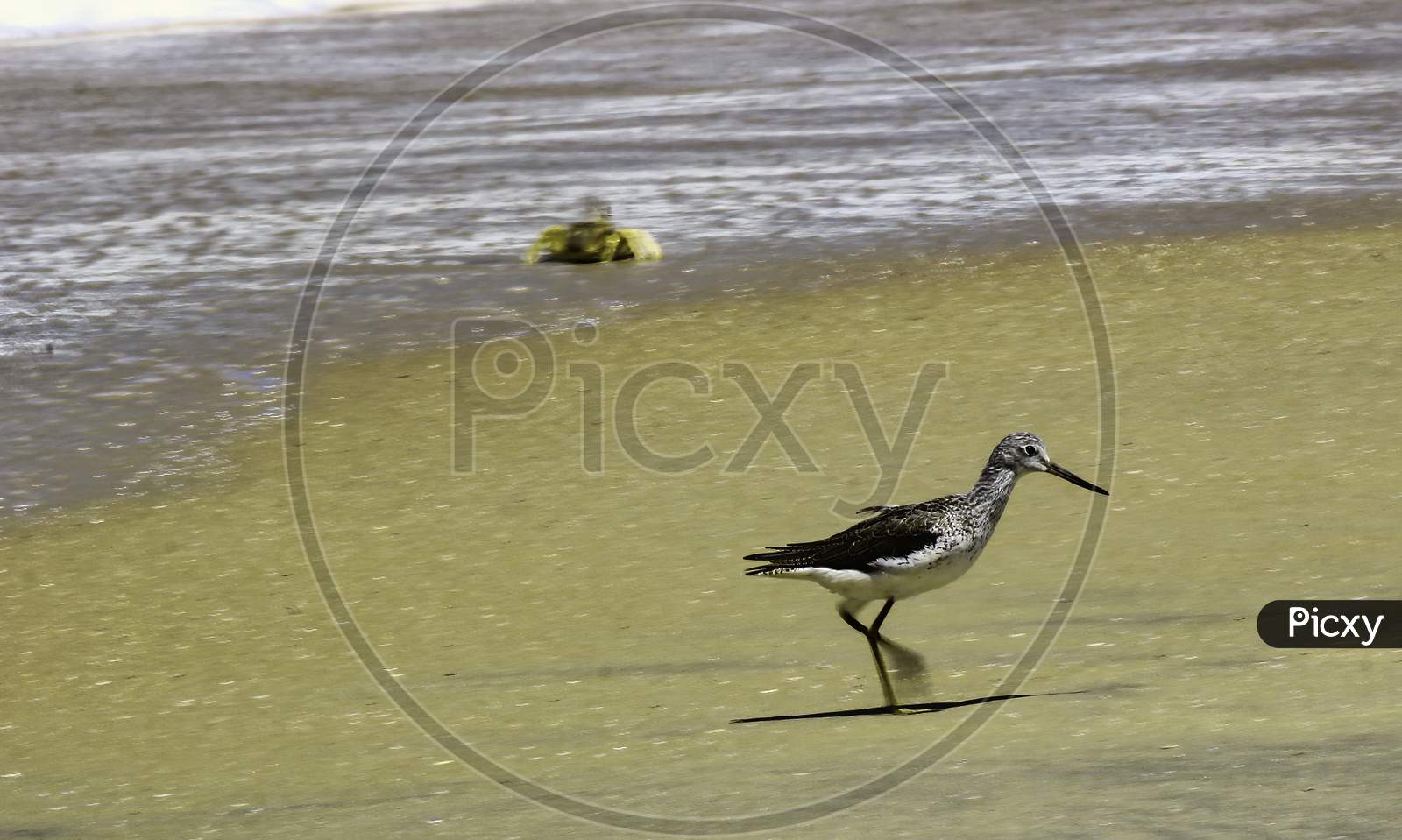 Common Greenshank Bird, A Species Of Sandpipers Taking A Walk In The Seashore