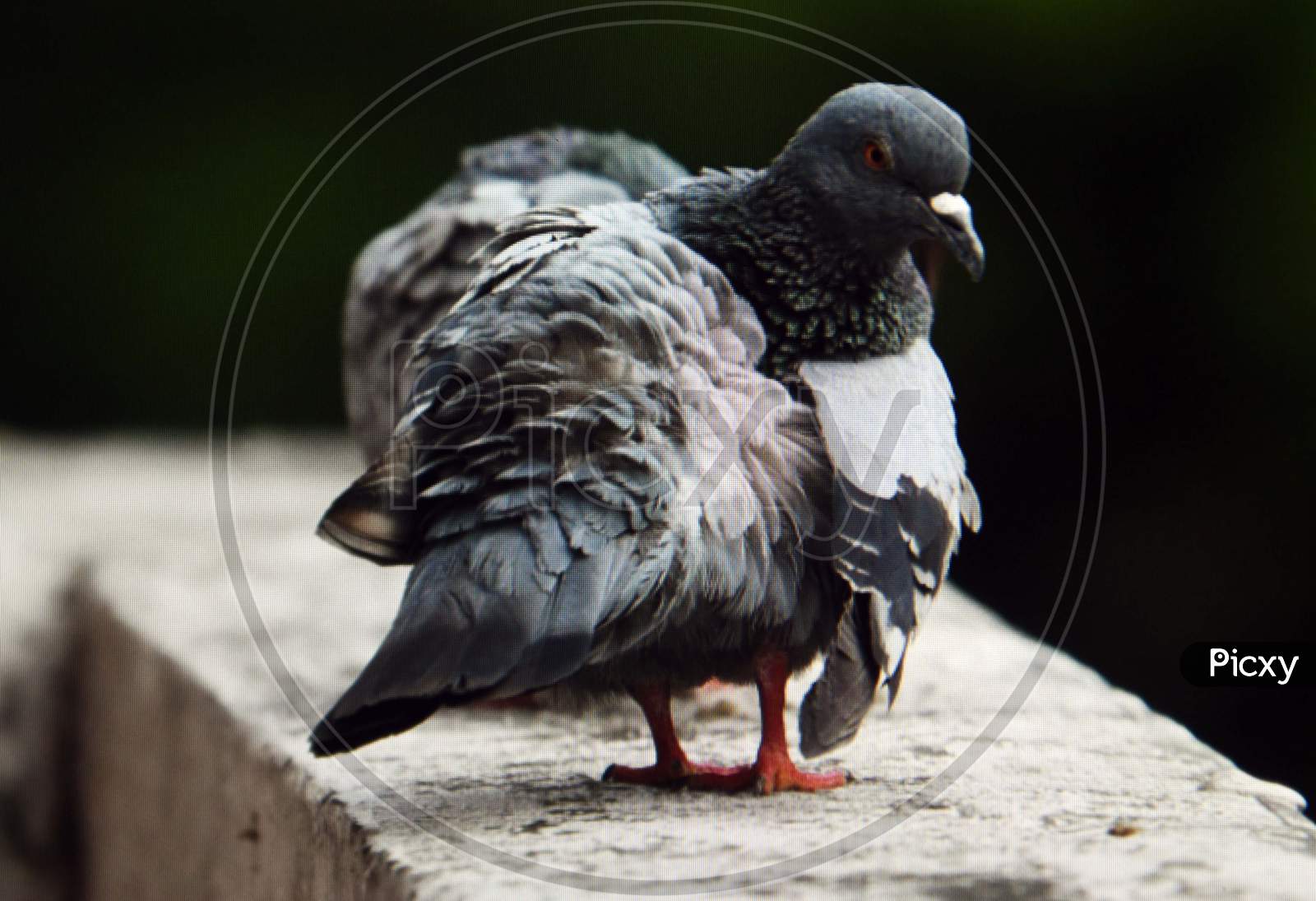 Selective focus on Birds Pigeon flying captured