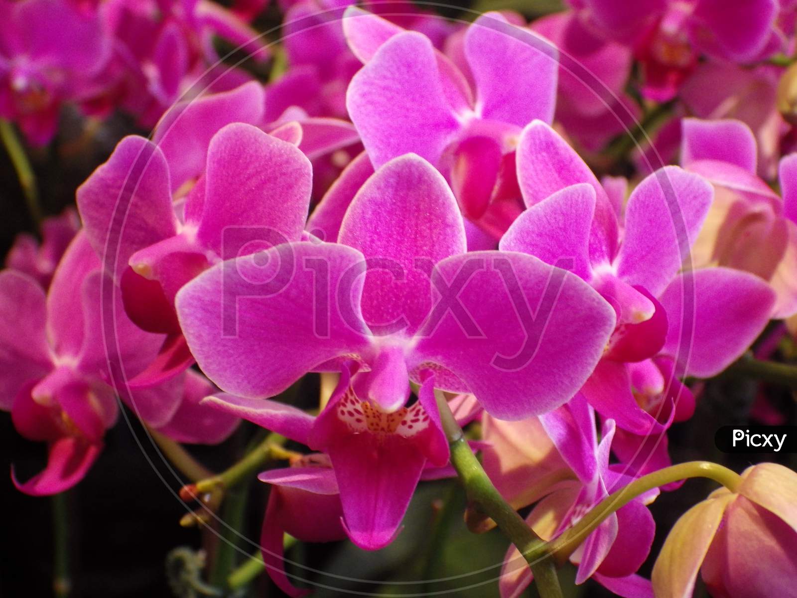 Orchid flowers are gorgeous