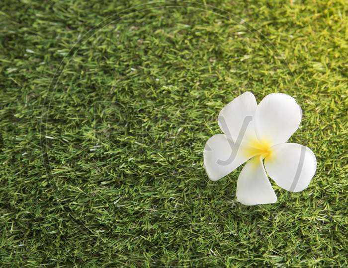 White Flower Leelawadee On The Grass Field