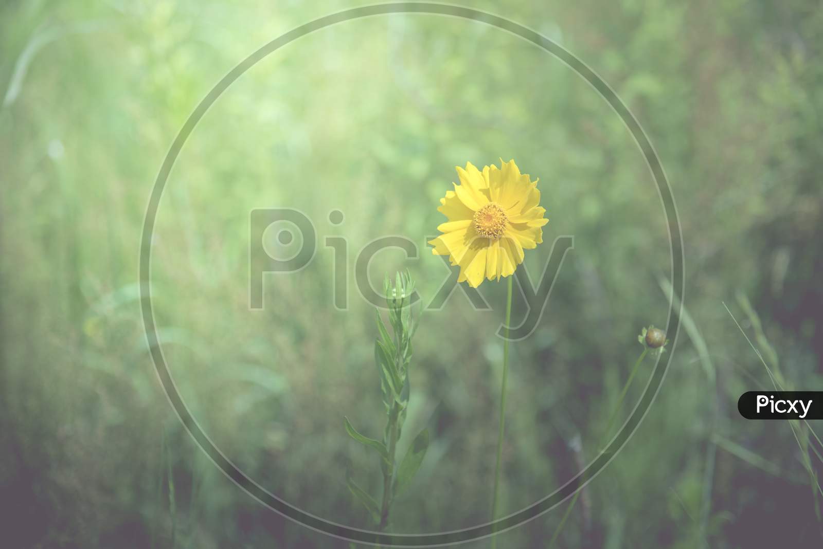 Yellow Flower In The Spring Background