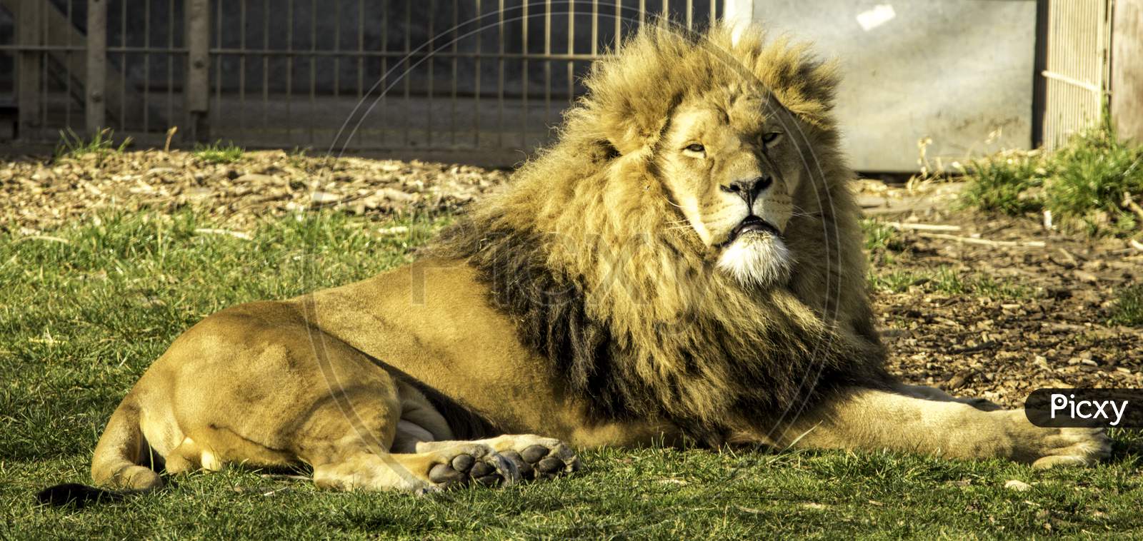 Lion King
