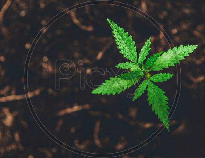 Young Marijuana On Dark Brown Ground Background With Leaves Cannabis. Outdoor Cultivation. Medical Herb Plant And Drug Medicine Concept. Growing Plant In Nature Theme. Pharmacy And Botany