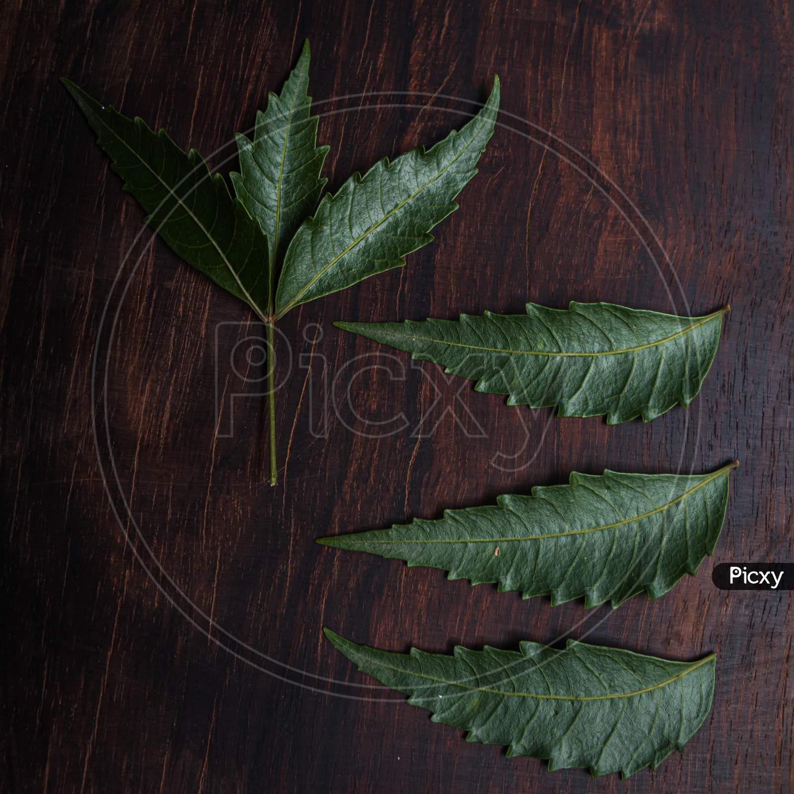 closeup of a Neem leaves