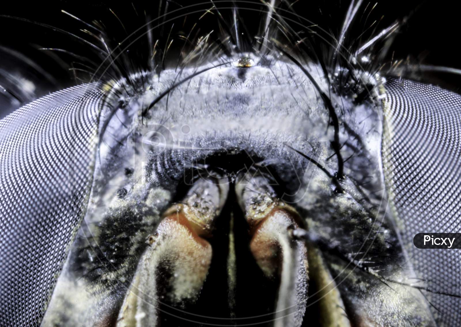 Fly Eye Closeup