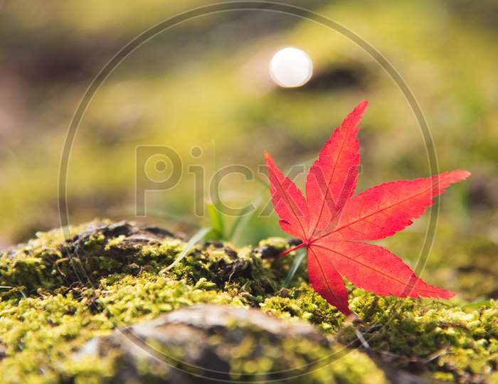Red Momiji Maple Leaf On The Green Moss And Rock. Nature And Travel Concept