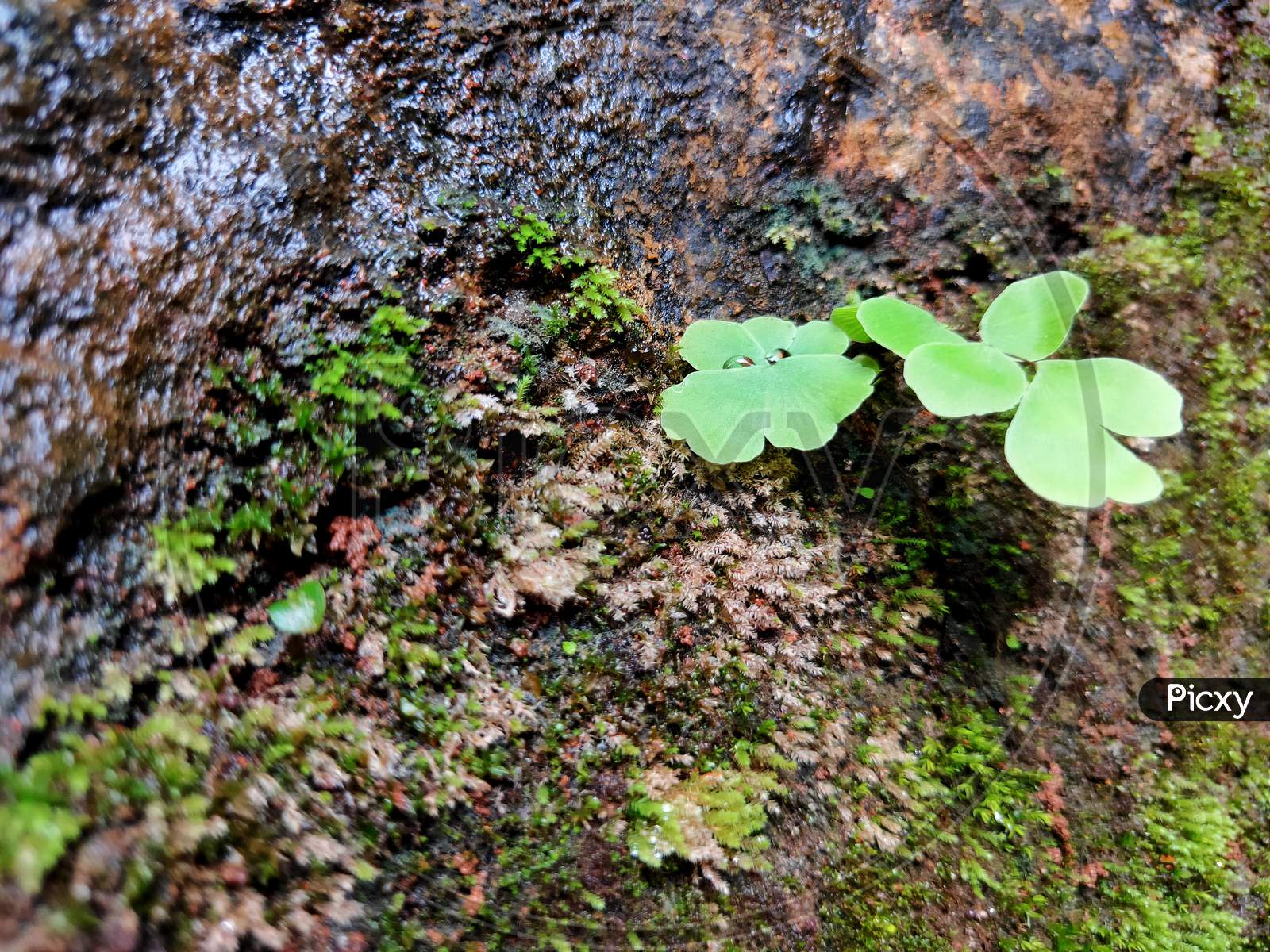 Small Green plant leaf
