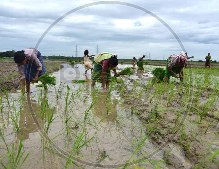 Tribal Farmers Plant Paddy Saplings  At A Field  In Nagaon District In The Northeastern State Of Assam, India