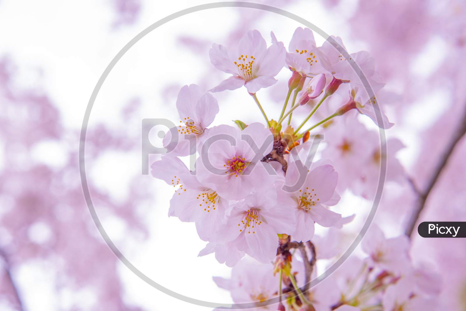 Pink  Cherry Blossum Sakura, Low Clarity