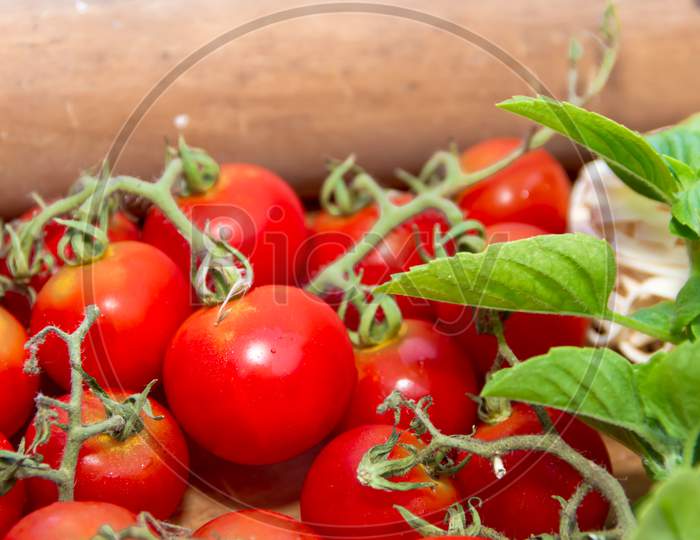 Fresh Cherry Tomatoes Basil And Oregano On Aged Wooden Rustic Background