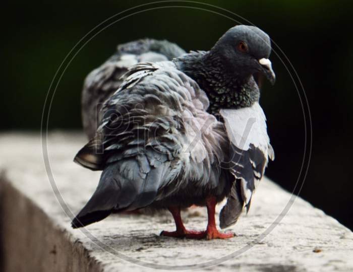 Selective focus on Birds Pigeon flying captured