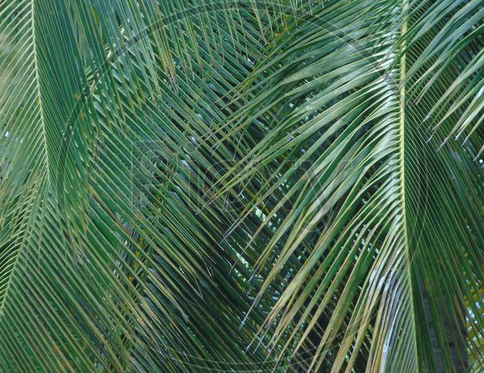 coconut tree leafs in coconut garden