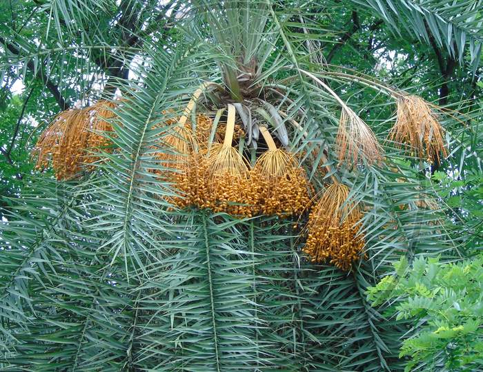 palm tree with palm seeds