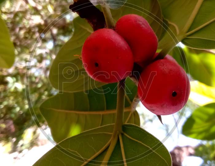 Banyan Tree Fruits Closeup
