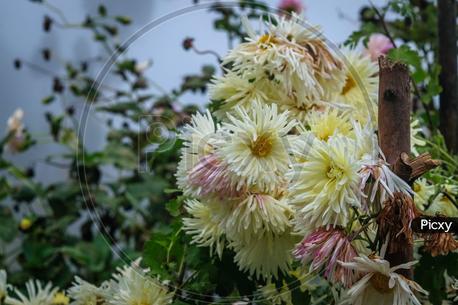 Flowers With White Petals And Yellow Center