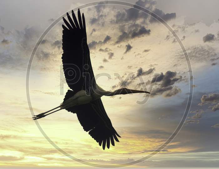 Flying Painted Stork Bird Before The Dramatic Sunset Sky