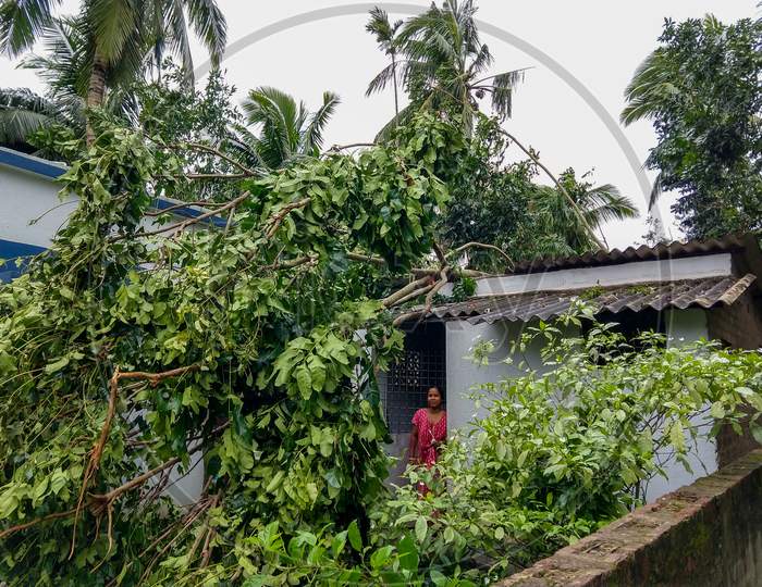 Gobardanga, West Bengal, India- May 21, 2020: A Tree Fallen On A Small House Due To Super Cyclone Amphan At Gobardanga, West Bengal. Roof Of That House Broken.
