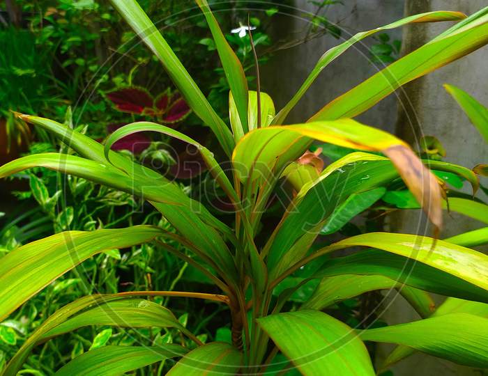 green Cordyline fruticosa, commonly known as ti plant.